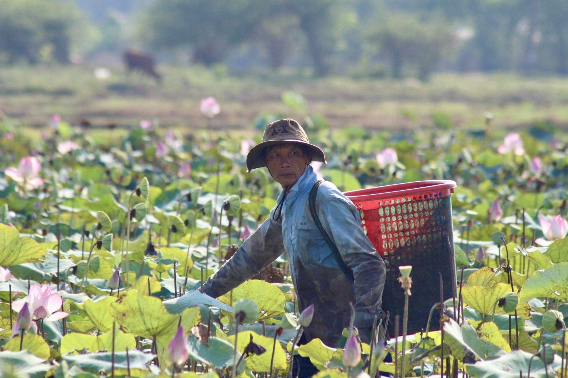 Khanh Hoa farmers brave the sun to harvest lotus flowers photo 8