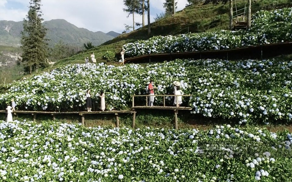 Plantadas en el antiguo jardín de rosas de Sa Pa (grupo 2, barrio de Sa Pa, ciudad de Sa Pa), a unos 5 km del centro de la ciudad, esta vez las flores de hortensia florecen, atrayendo a los turistas como un destino que no deben perderse.