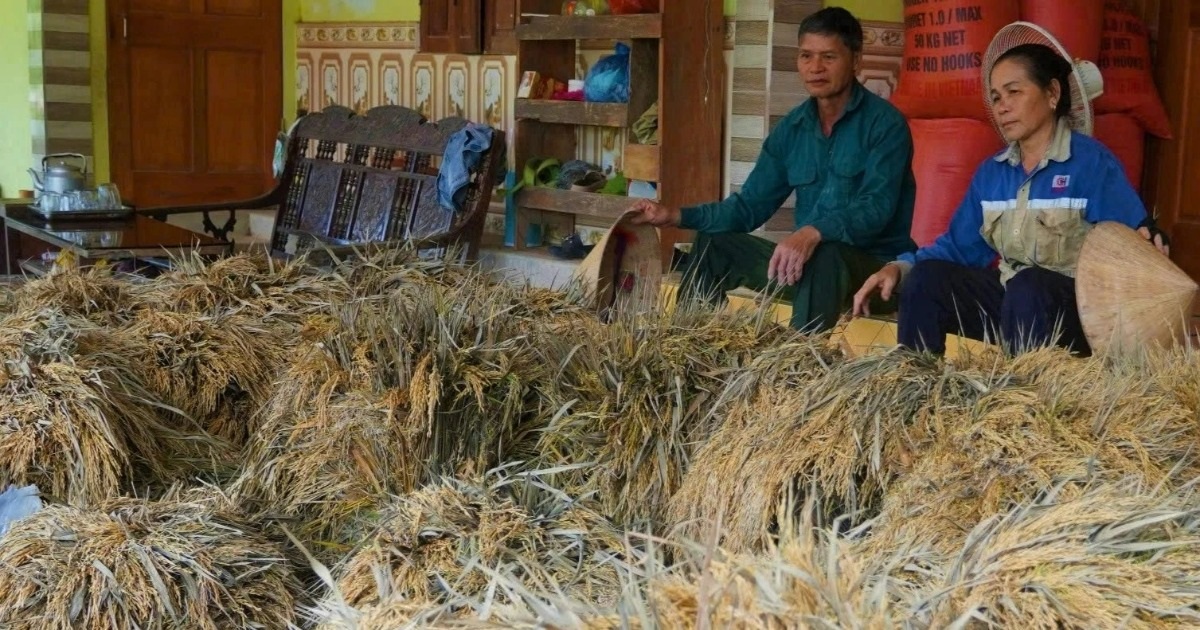 130ha lúa tan hoang sau lũ, xã nghèo thiệt hại 10 tỷ đồng