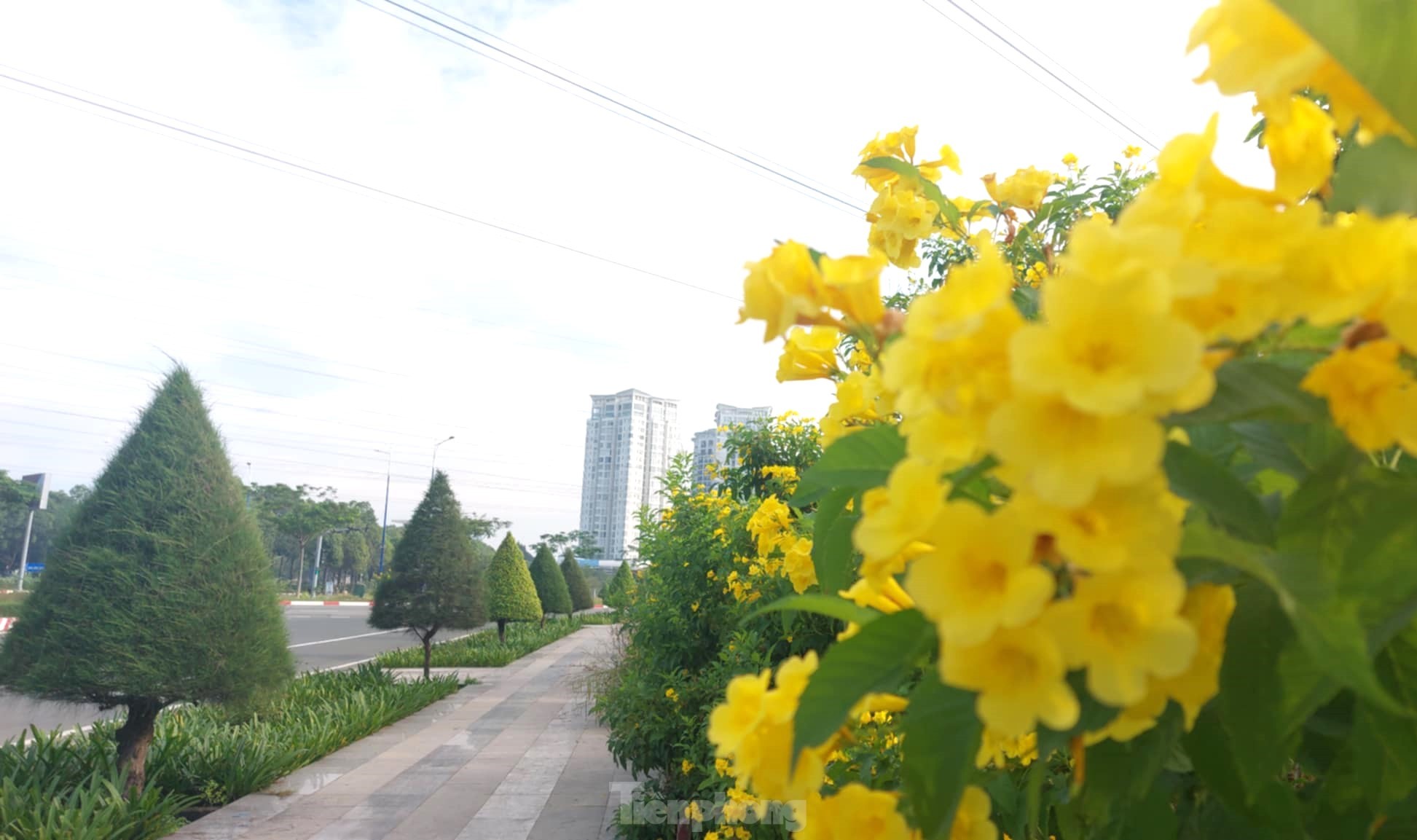 Les clochettes jaunes en pleine floraison, les rues de Binh Duong sont aussi belles que les photos 2
