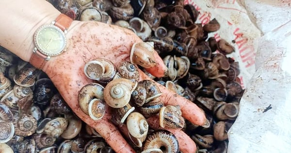 The rainy season specialty of An Giang's Cam Mountain is a slow-moving wild animal - the mountain snail.