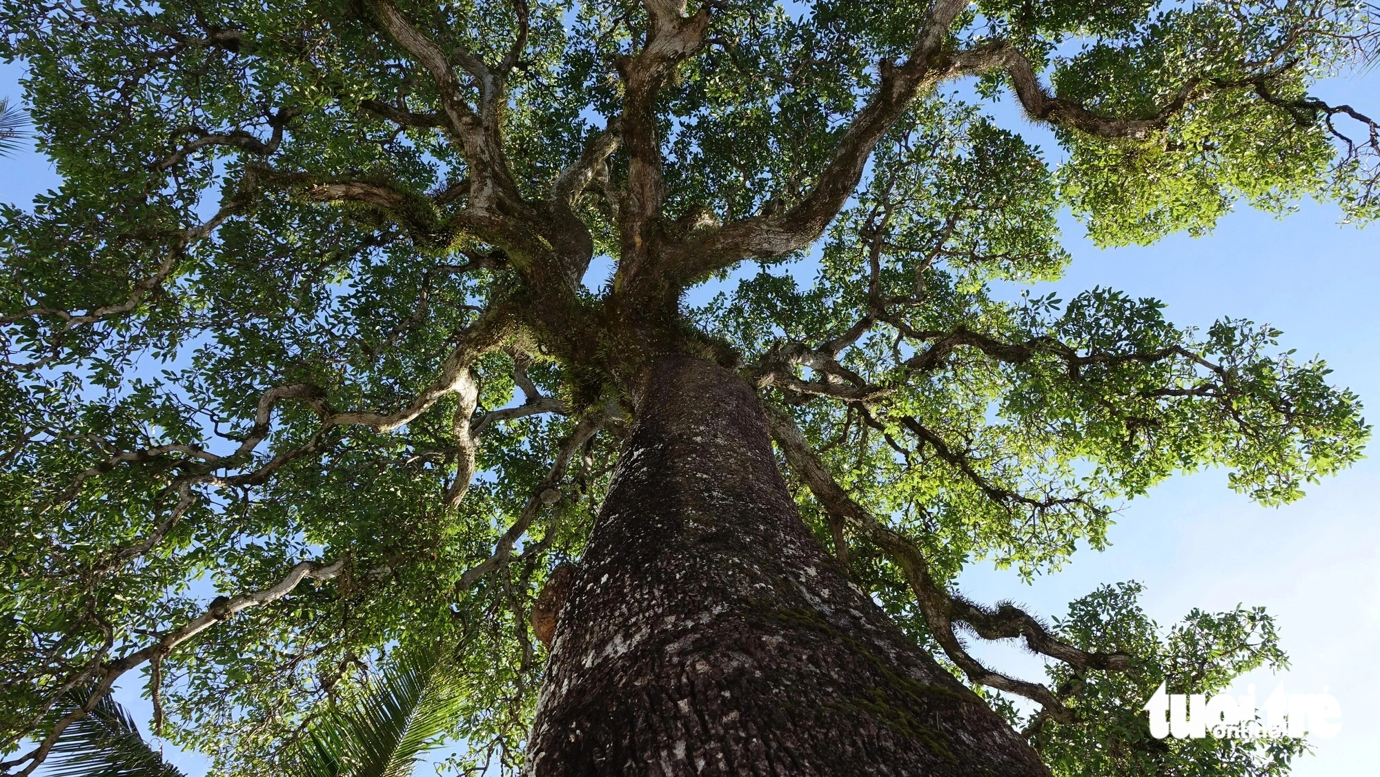 Close-up of a 300-year-old wild mango tree in Phu Quoc