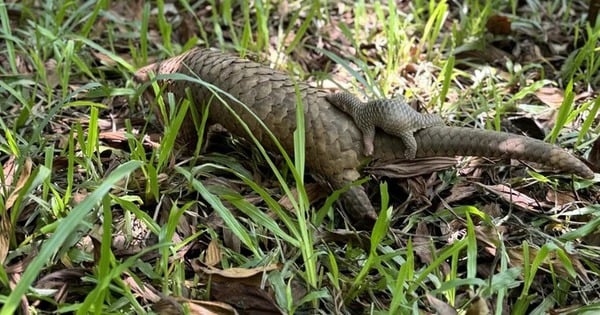 Ein wildes Tier, das einst wegen seiner Schuppen gefangen und gerettet wurde, hat in einem großen Zoo in Quang Nam ein Baby zur Welt gebracht.