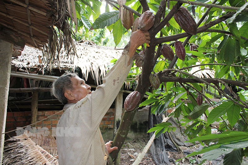 Ông Nguyễn Văn Sáu bên cây ca cao trồng xen dừa của gia đình.