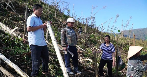 Hục hồi hàng trăm nghìn héc ta rừng sau bão ở Quảng Ninh bằng cách nào, không dễ trả lời