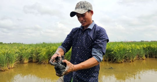 Miracles in the fields of Ha Tinh