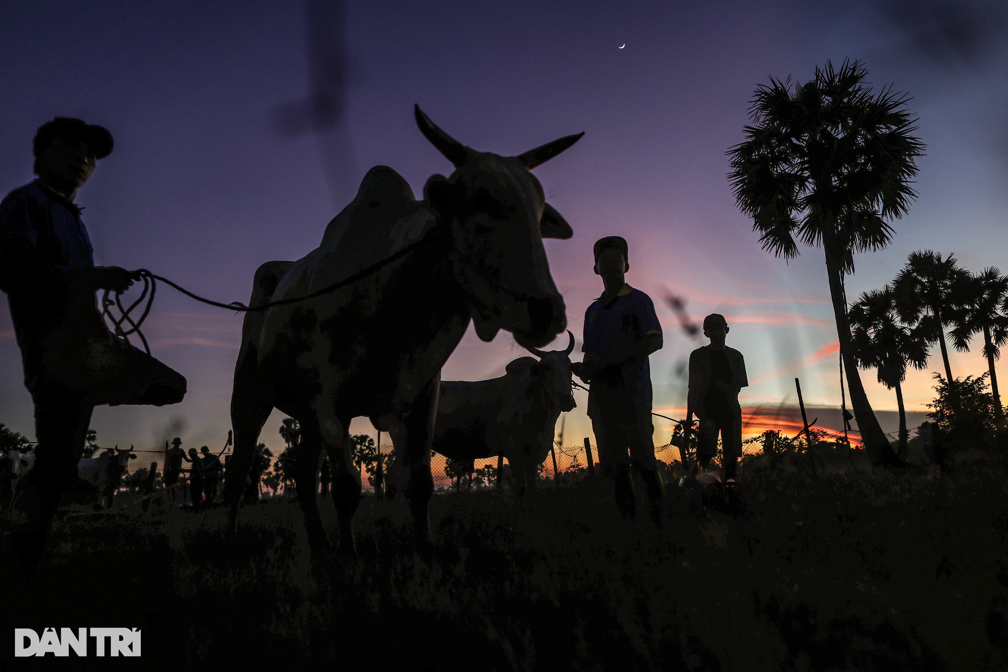 The Bay Nui bull racing festival is bustling from 2am