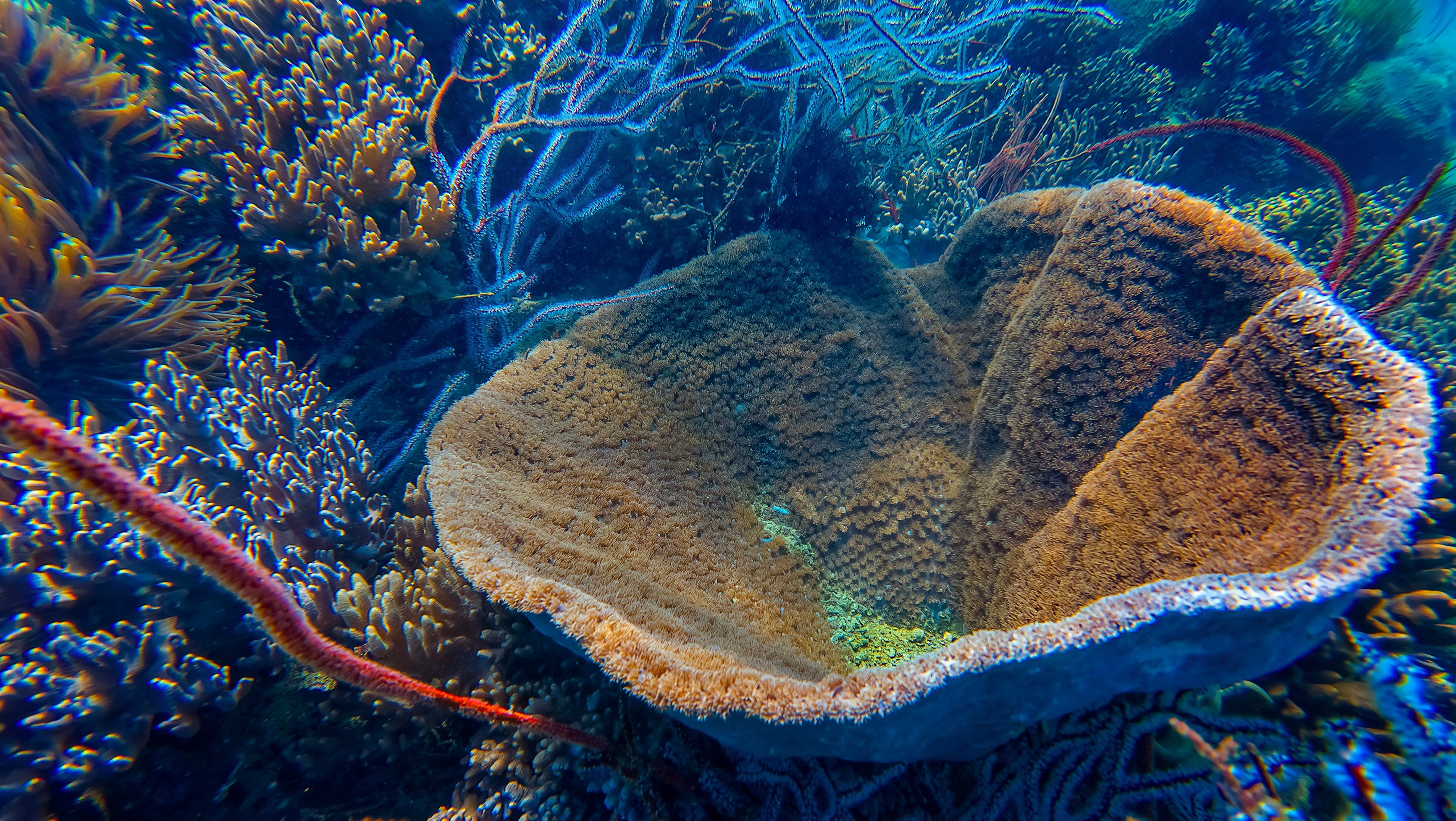 Esculpiendo corales, explorando el fondo de la bahía de Nha Trang