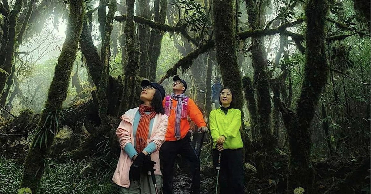 Des jeunes forment un groupe pour faire une randonnée en forêt et se ressourcer