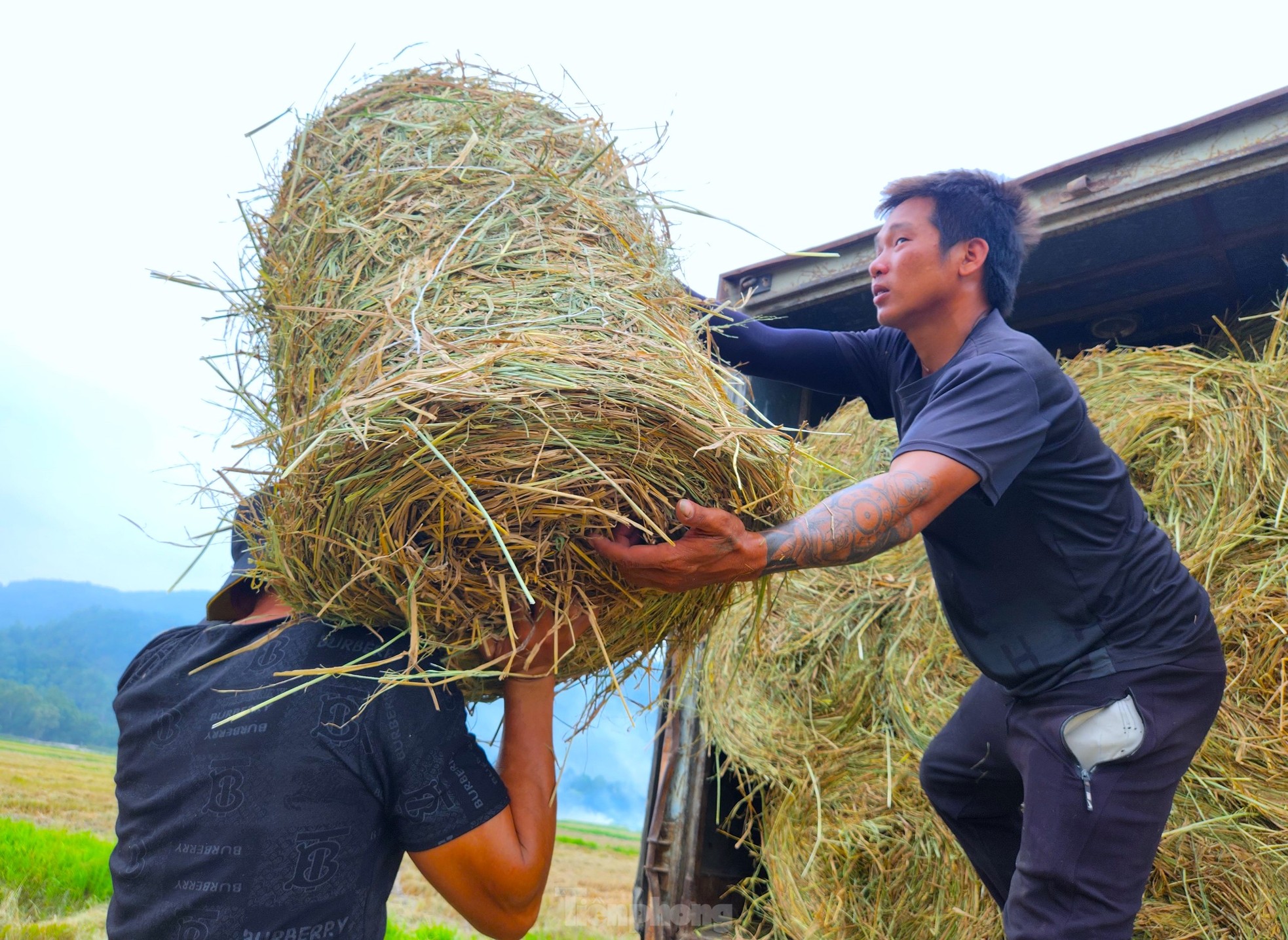 หาเงินแสนจากการเก็บฟางข้าวในทุ่งนา ภาพที่ 17