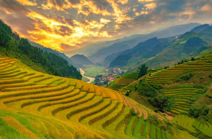 The bright yellow color of terraced fields.