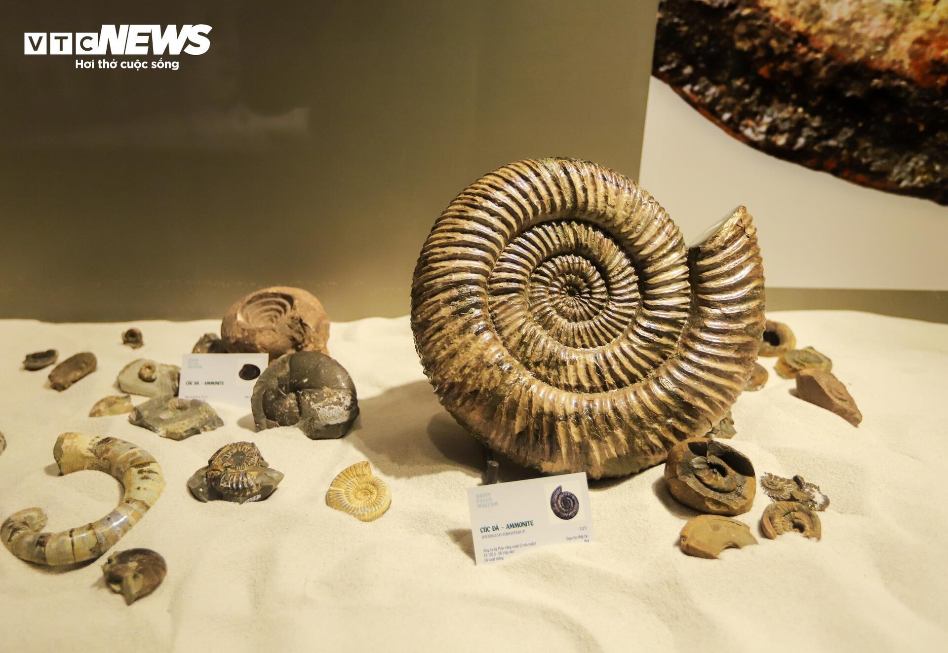 Close-up of billion-year-old fossils on display in Hanoi - 13
