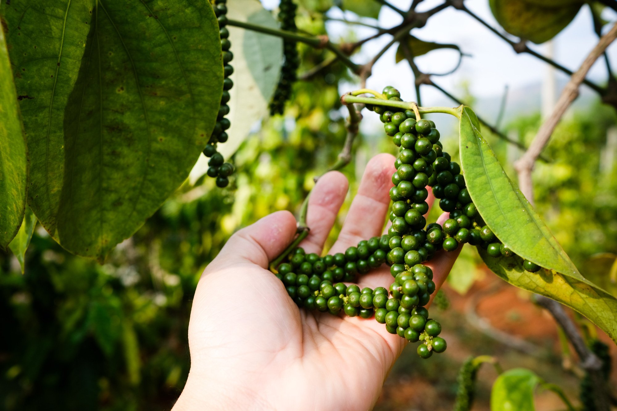 Hạt tiêu, loại gia vị có nhiều công dụng bất ngờ - Ảnh 1.