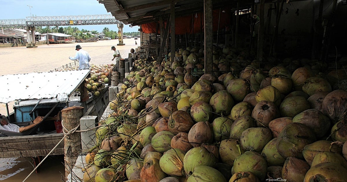 Honrando la belleza única de la tierra del coco