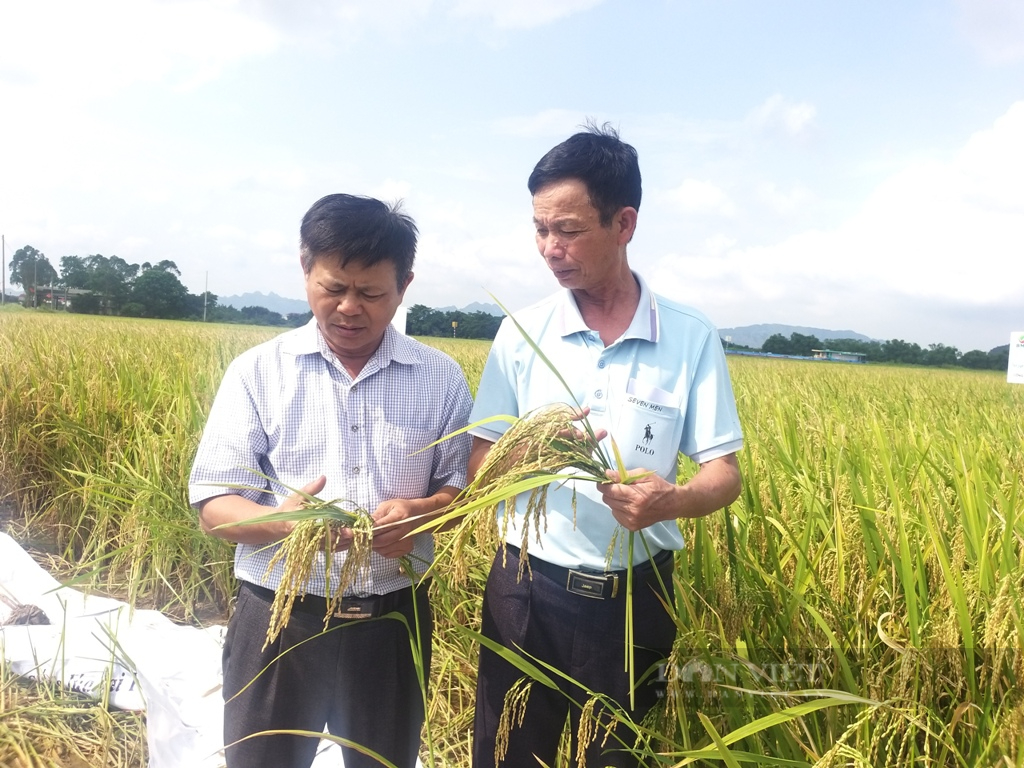 Lúa còn thơm trên đồng, thương lái đã đến tận ruộng đặt tiền mua, nông dân Ninh Bình đợi máy gặt về rồi thu tiền- Ảnh 1.