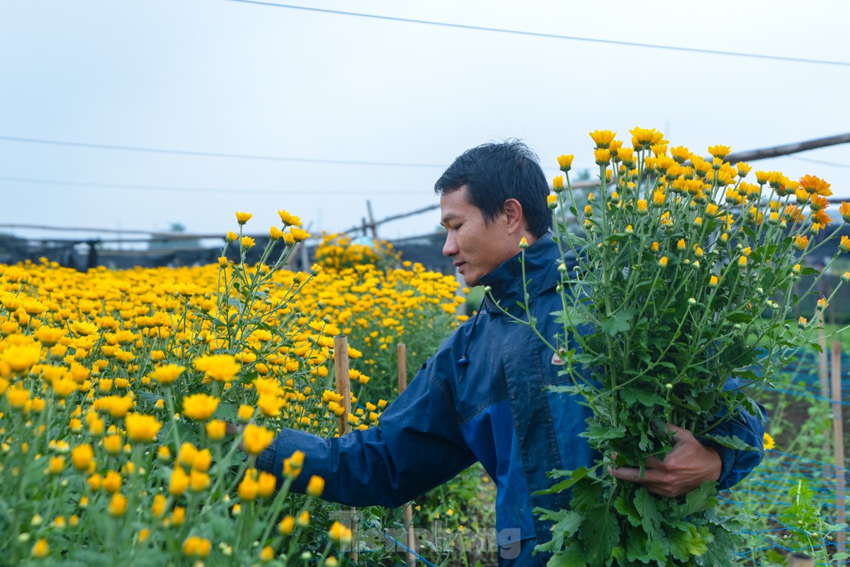 Làng hoa lâu đời nhất miền Bắc tất bật chuẩn bị vào vụ Tết ảnh 12