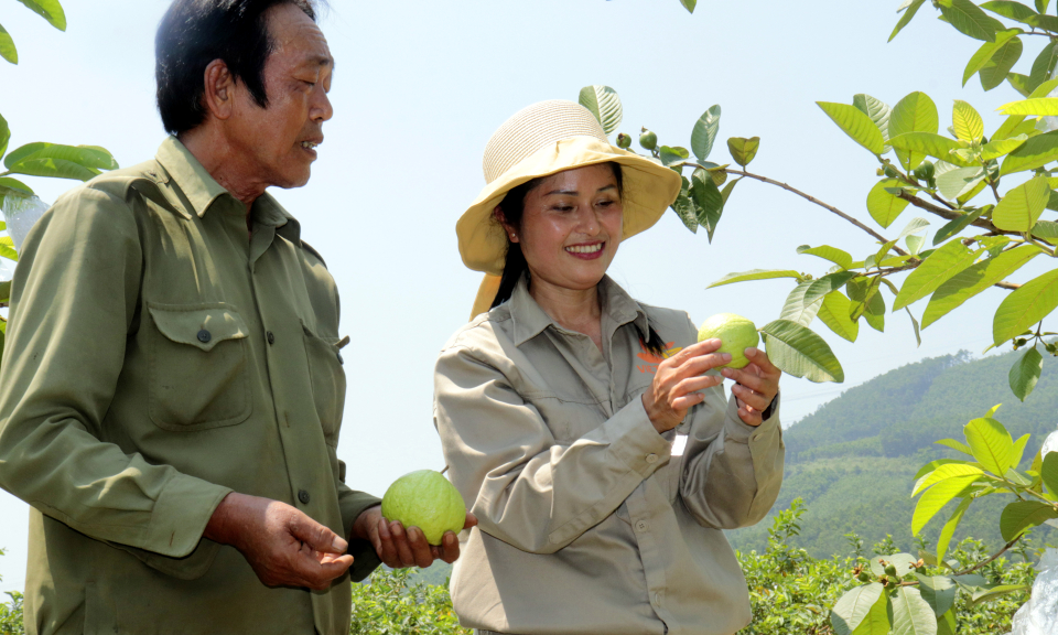 Cơ hội mới cho cây ổi ở Sơn Dương