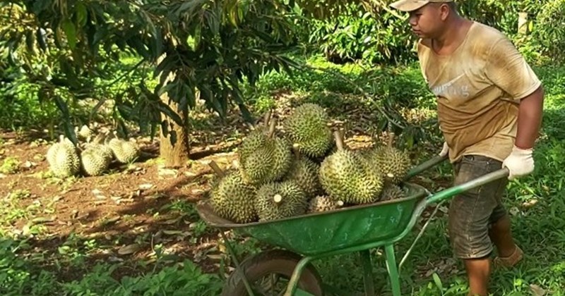 ダクラクはドリアンの大量栽培を控えるよう勧告