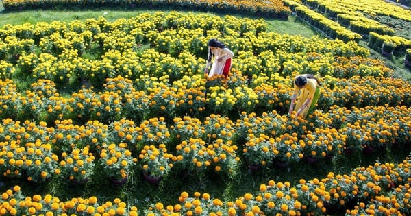 Bientôt le festival des fleurs