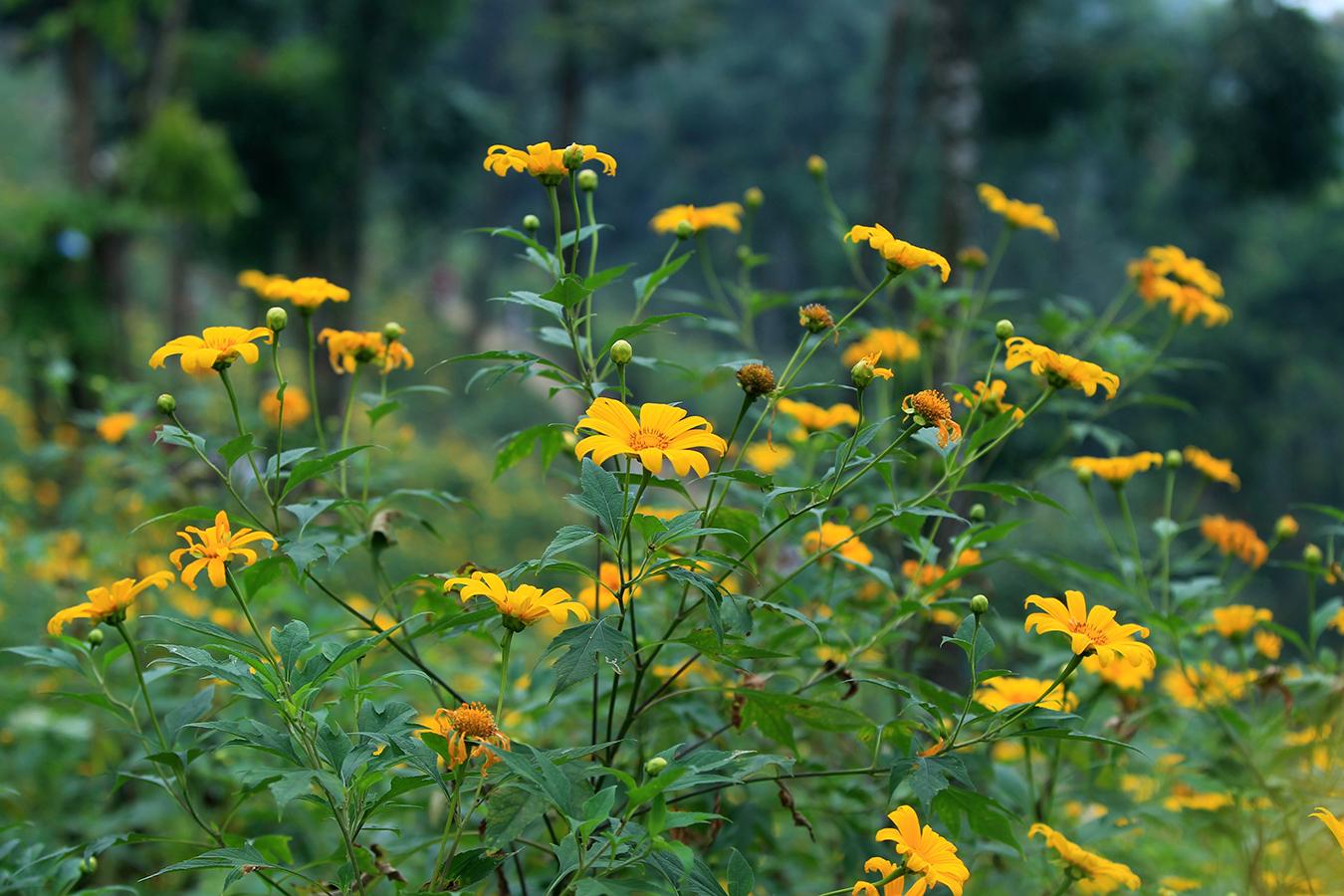 Junge Leute checken eifrig im wilden Sonnenblumenparadies in Ba Vi ein