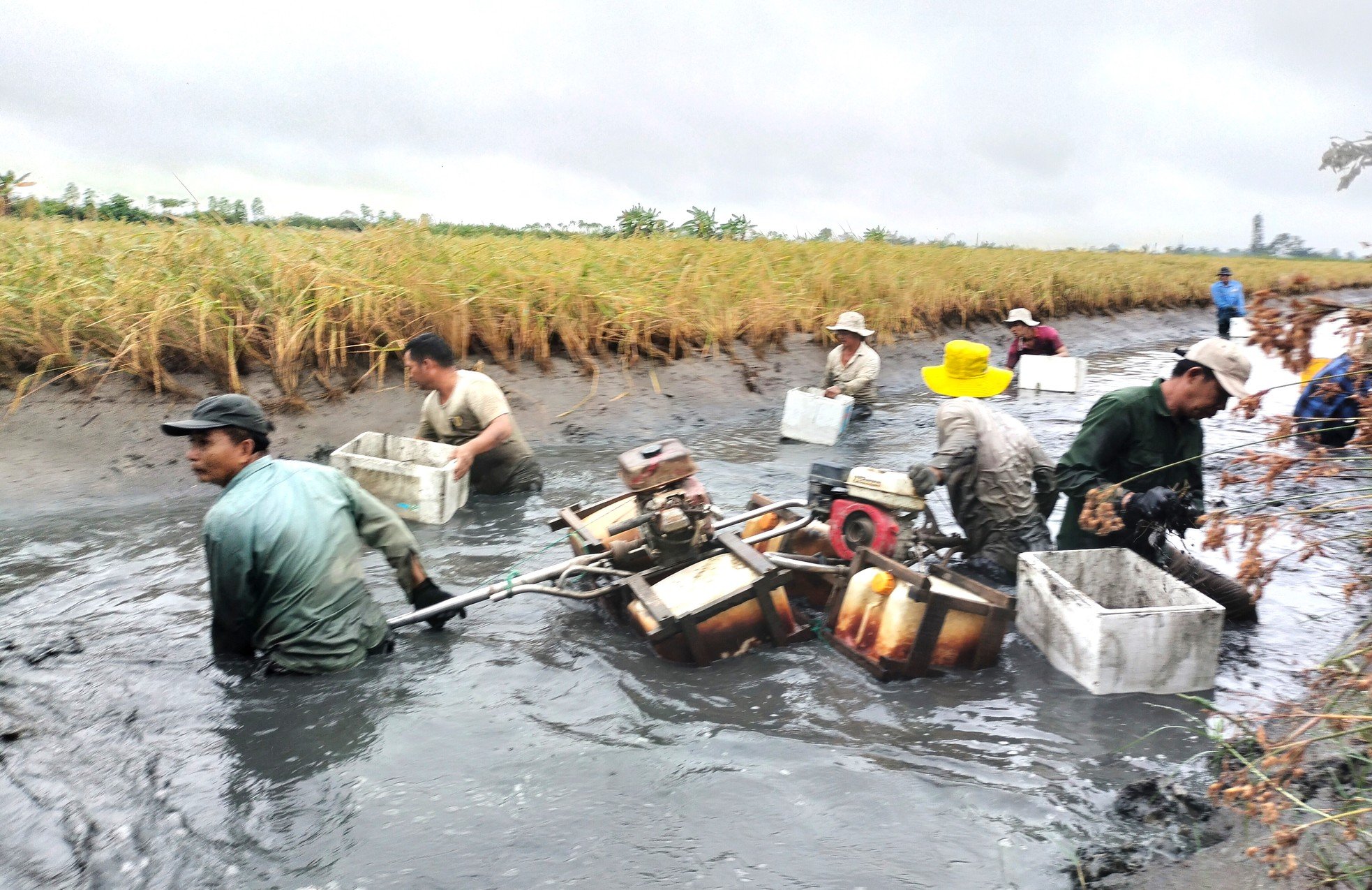 Close-up of Ca Mau farmers stirring mud to catch giant freshwater prawns photo 1