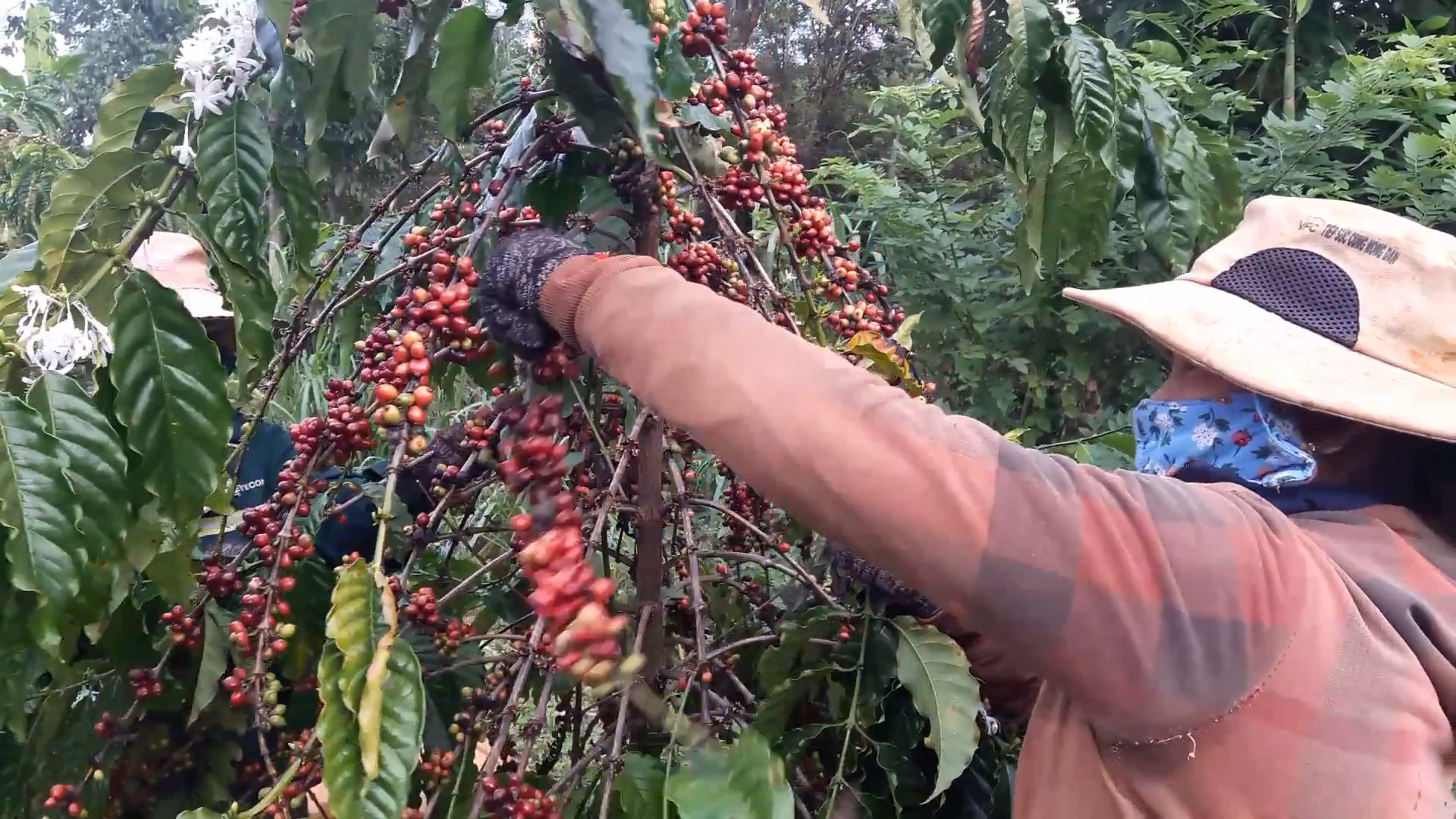 'Tăng đến giật mình', giá cà phê tươi hiện cao hơn cả giá cà nhân các năm trước - Ảnh 1.