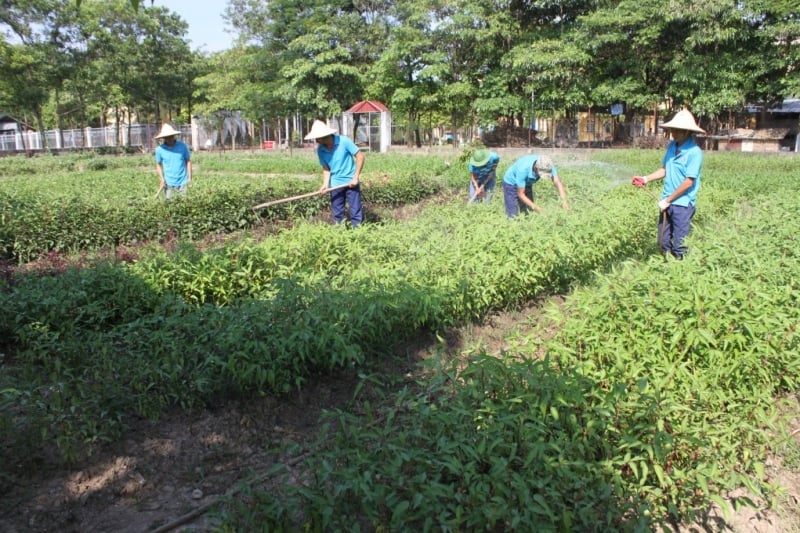 Green, clean vegetable gardens provide students with nutritious, healthy food to successfully quit addiction.