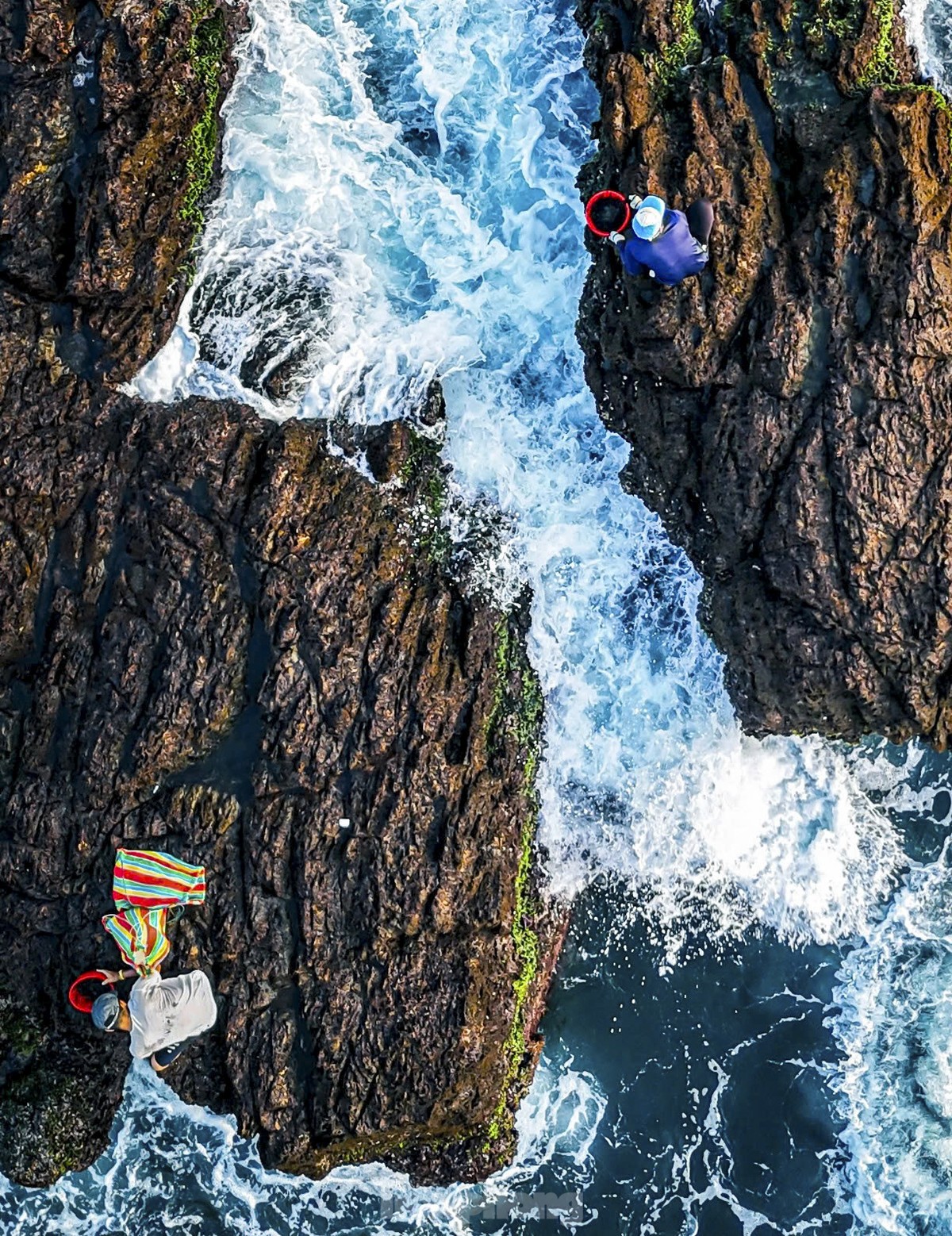 Trabajo duro recolectando 'recompensas del mar' en acantilados rocosos con olas feroces foto 9