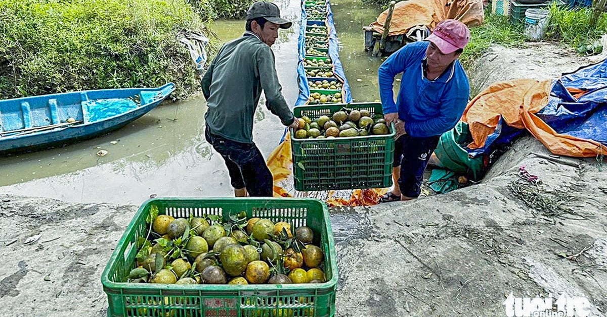 Việt Nam và Mỹ bàn mở cửa cho cam, quýt, mận và chanh không hạt