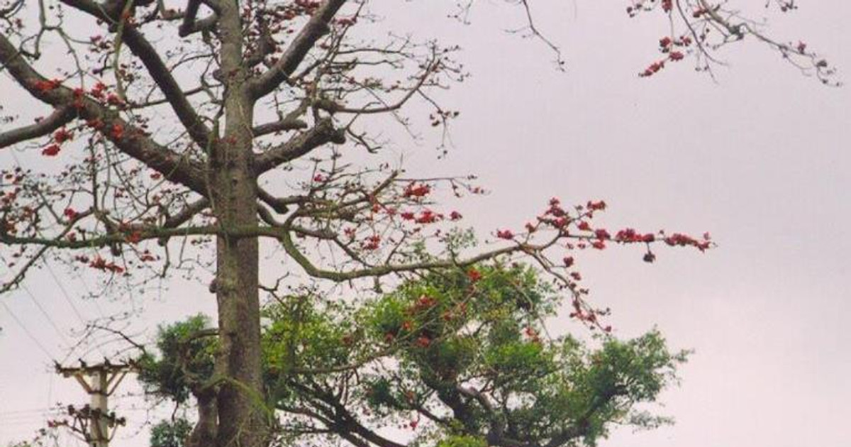 The cotton tree flowers burn my heart…