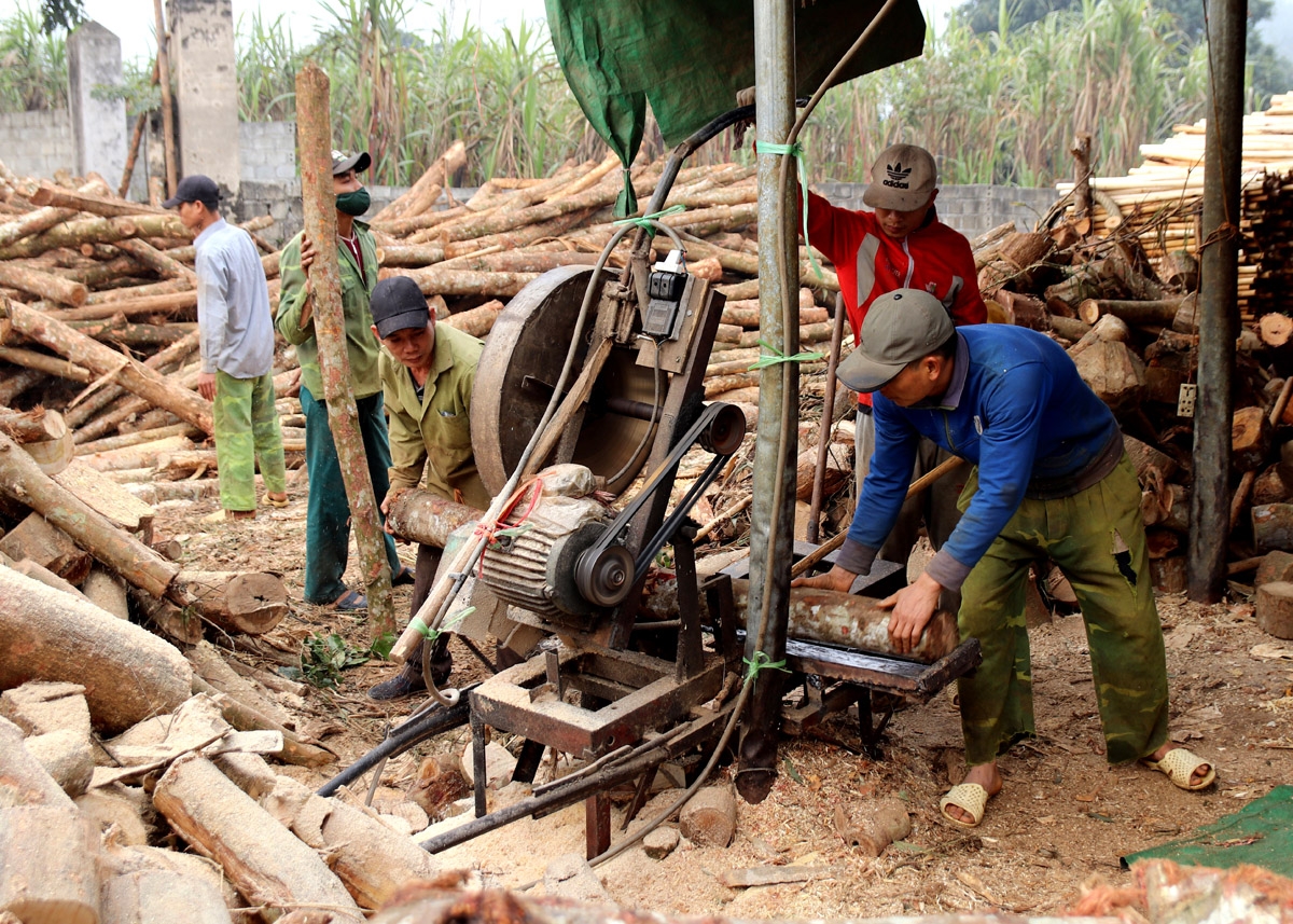 Processing wood into peeled boards for export helps people in Viet Quang town (Bac Quang) increase their income from the forest.