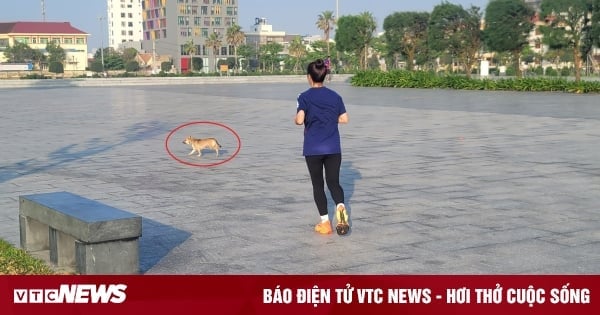 Chó thả rông rượt vận động viên tập luyện tại giải Vô địch Quốc gia marathon