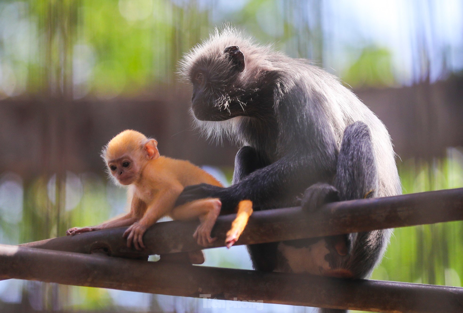 ソーシャルメディアで話題になっている動物園の赤ちゃん猿の何がそんなに特別なのでしょうか?写真4