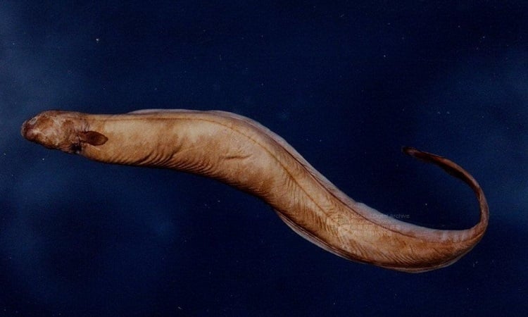 Parasitic eel lives in shark hearts