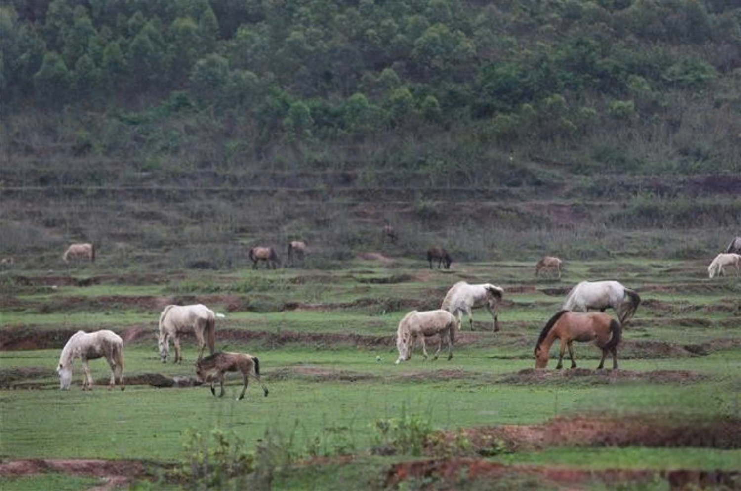 Người dân chăn thả ngựa trên cánh đồng cỏ xã Phòng Vân, huyện Lục Ngạn (Bắc Giang).