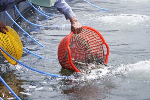 „Chef“ von Minh Phu Seafood: Umdenken, Verbesserung der Wettbewerbsfähigkeit der Garnelenindustrie