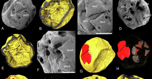 7 sphères étranges révèlent la vie sur Terre il y a un demi-milliard d'années