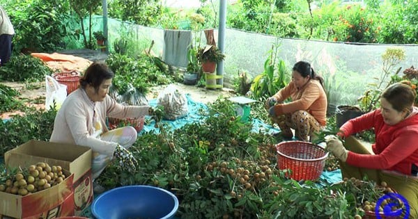 Los agricultores de un distrito de Tien Giang están recogiendo esta deliciosa fruta, cuyo precio de venta se ha duplicado.