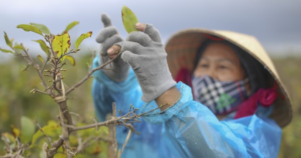 The capital of yellow apricot in Central Vietnam 'changes clothes' to welcome Tet