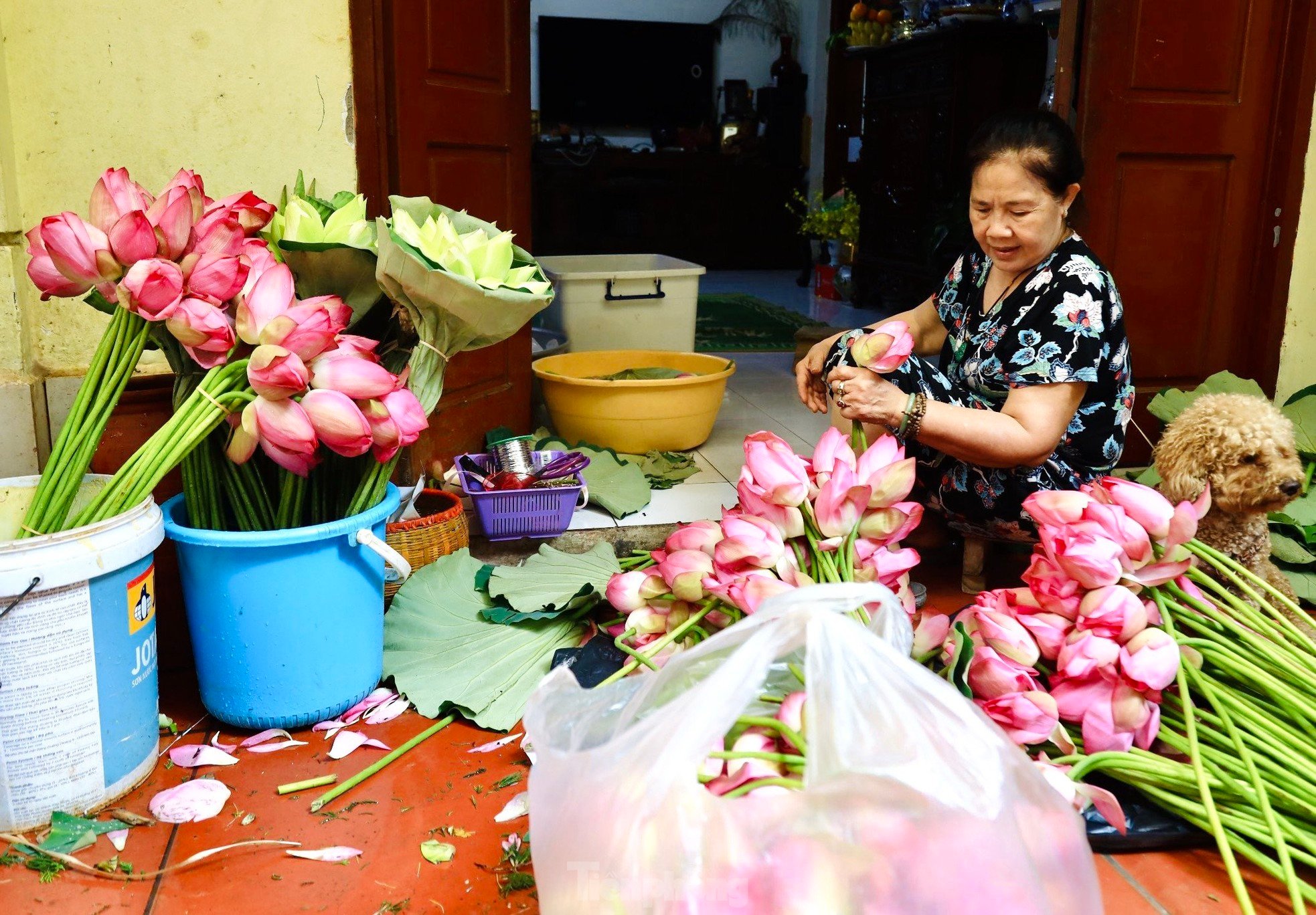 Unique art of lotus tea brewing - Cultural beauty of Hanoi people photo 12