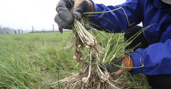 Les agriculteurs de la plus grande ferme d'oignons de Ha Tinh s'inquiètent des pertes de récoltes dues à la baisse de la production et aux bas prix de vente.