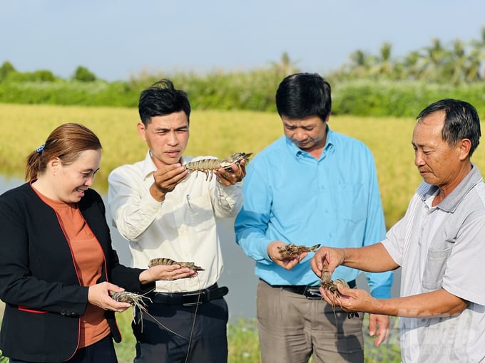 Mô hình tôm - lúa tại huyện Trần Văn Thời mang hiệu quả kinh tế cao. Ảnh: Trọng Linh.