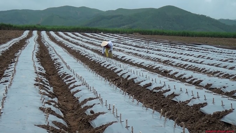 Nông dân Sông Hinh trồng sắn theo mô hình phủ bạt.