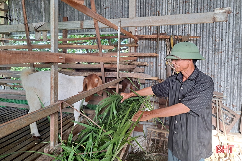 Old farmer in Nghi Xuan shares secret to getting rich from raising Boer goats