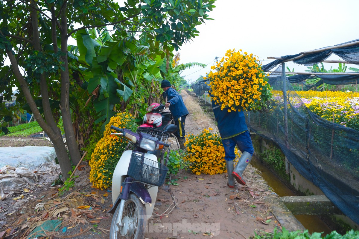 Làng hoa lâu đời nhất miền Bắc tất bật chuẩn bị vào vụ Tết ảnh 14