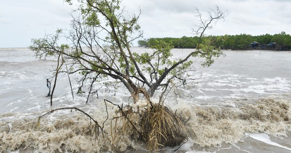 Casi 29,2 km de costa erosionados, Ca Mau declara situación de emergencia