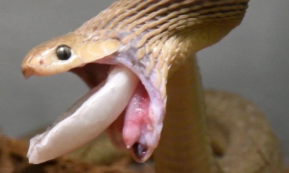 Snake holds the record for the size of prey swallowed.