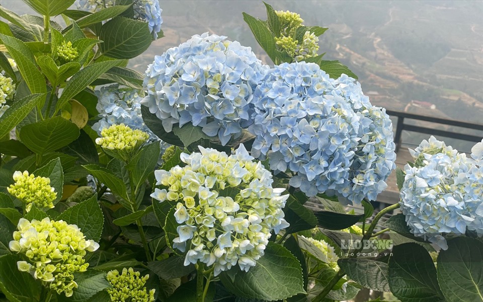 Lo que atrae especialmente a los turistas es la gran cantidad de hortensias plantadas en la ladera. Cuando florecen, crean un efecto mágico y brillante que pocos lugares tienen.
