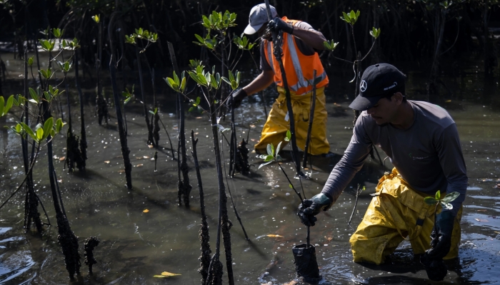 Mangroves grow in what was once Latin America's largest garbage dump