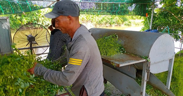 La culture des fleurs de Sophora japonica pendant la saison des bourgeons est trop difficile à arrêter. Pour chaque sao de terre, les agriculteurs de cette commune de Thai Binh gagnent 15 millions de VND de bénéfices.